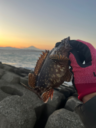 カサゴの釣果