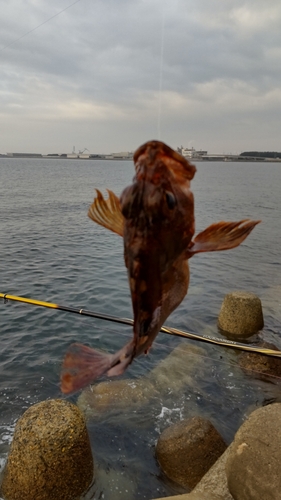 ガシラの釣果