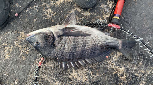 クロダイの釣果