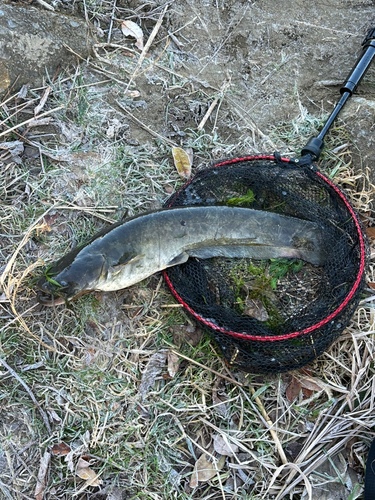 ナマズの釣果