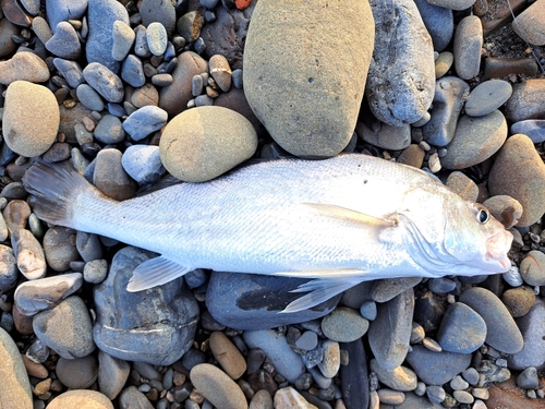 ニベの釣果