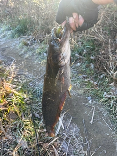 ナマズの釣果