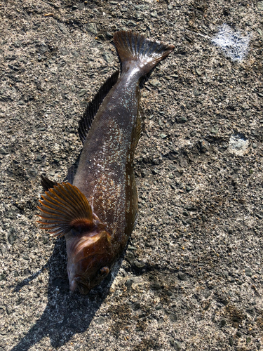 アイナメの釣果