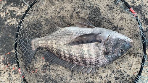 クロダイの釣果