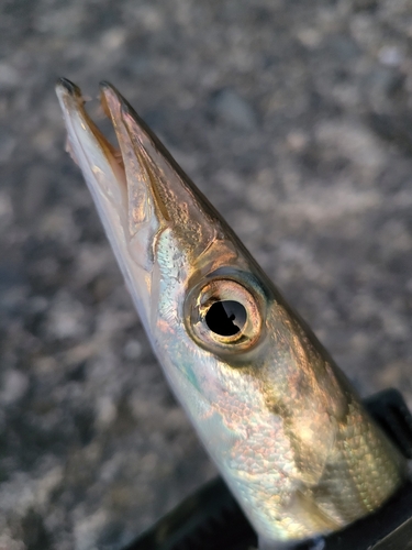 カマスの釣果