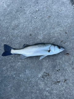 セイゴ（マルスズキ）の釣果