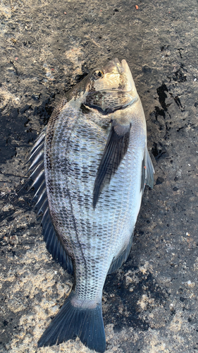 クロダイの釣果