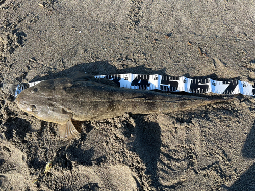 マゴチの釣果