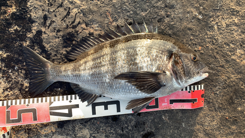 クロダイの釣果