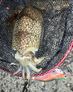 シリヤケイカの釣果