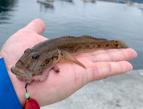 マハゼの釣果