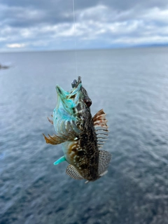 アナハゼの釣果