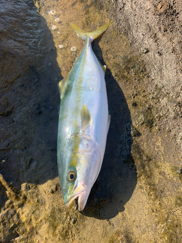 イナダの釣果