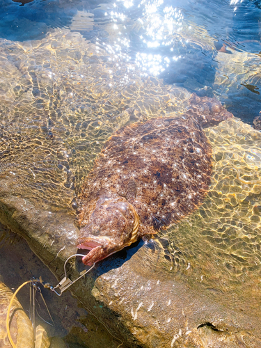 ヒラメの釣果