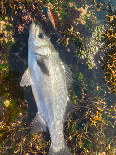 ヒラスズキの釣果