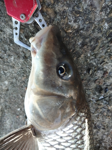 ニゴイの釣果