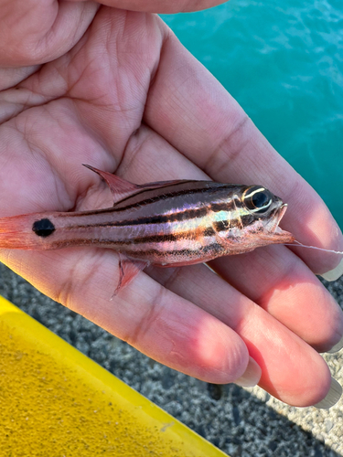 オオスジイシモチの釣果