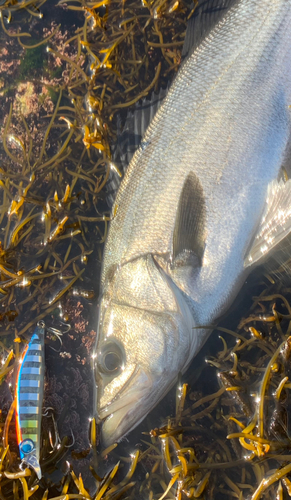 ヒラスズキの釣果