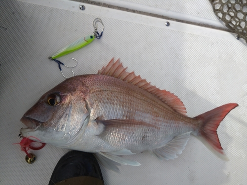 マダイの釣果