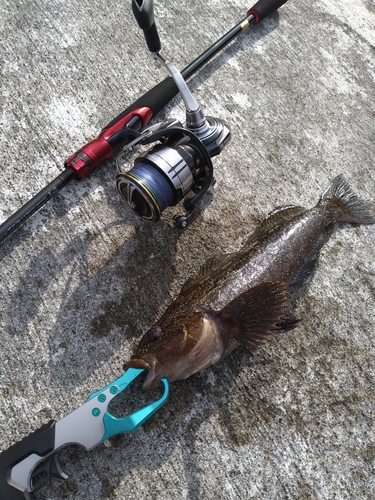 アイナメの釣果