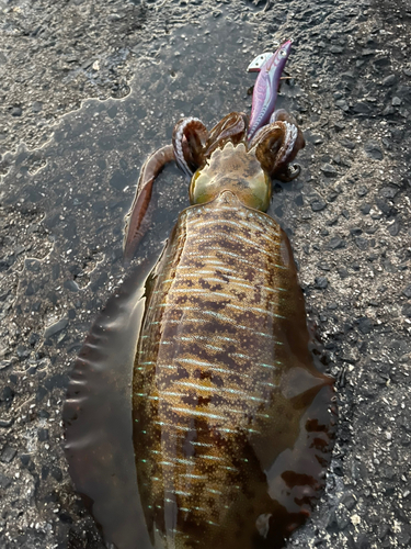 アオリイカの釣果