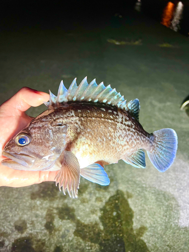 マゾイの釣果