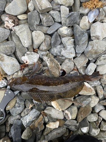 アイナメの釣果