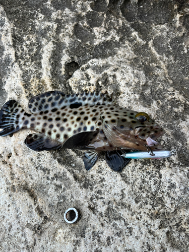 モヨウハタの釣果