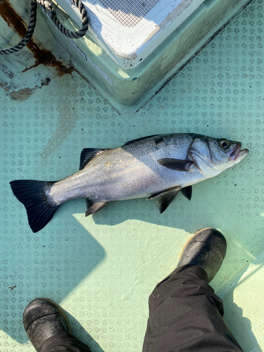 ヒラスズキの釣果