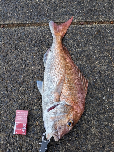 マダイの釣果