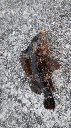 タケノコメバルの釣果