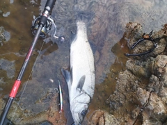 ヒラスズキの釣果