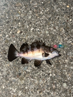 メバルの釣果