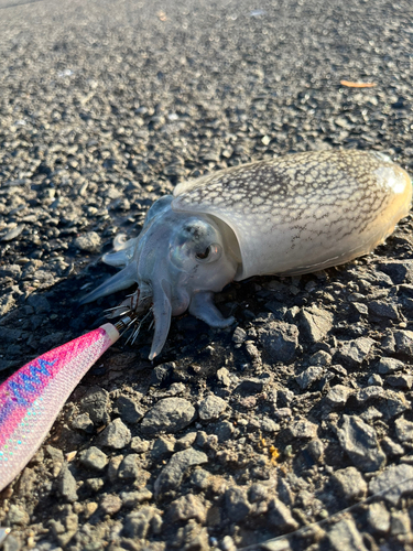 シリヤケイカの釣果