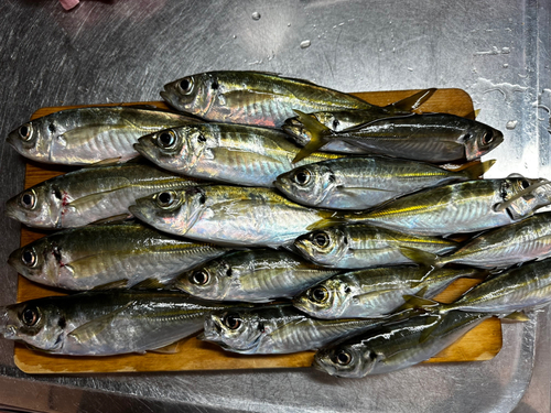 アジの釣果