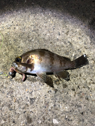 シロメバルの釣果