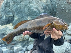 アイナメの釣果