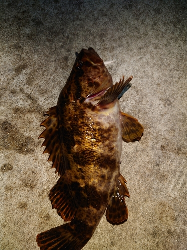 タケノコメバルの釣果