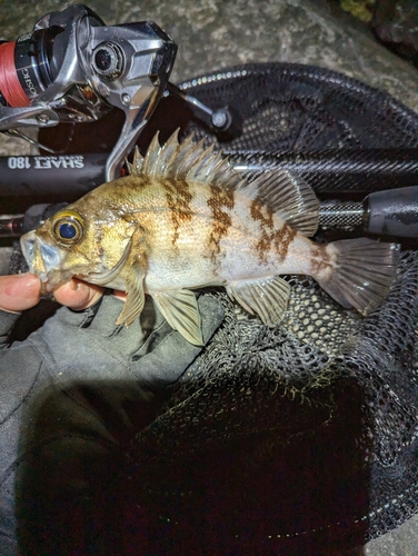 メバルの釣果