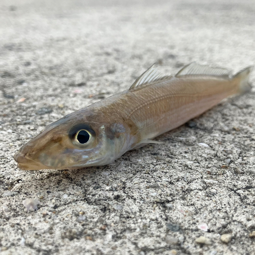 キスの釣果