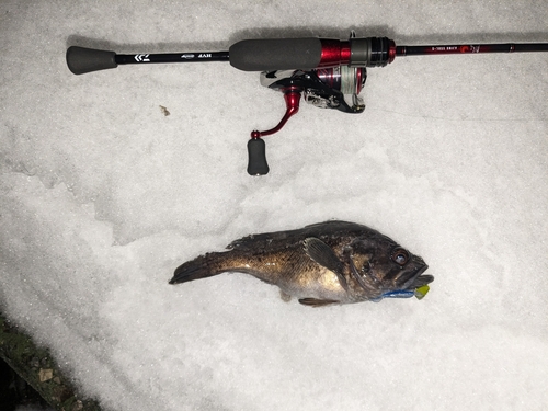 クロソイの釣果