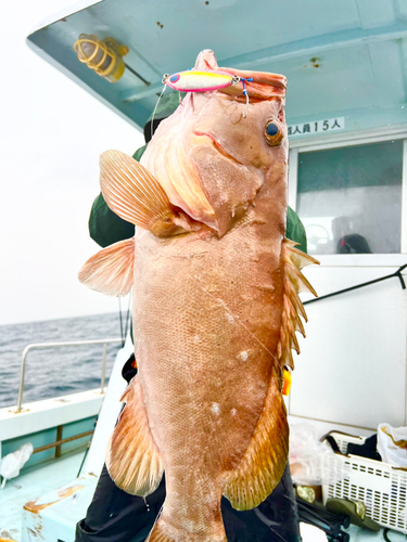 コモンハタの釣果