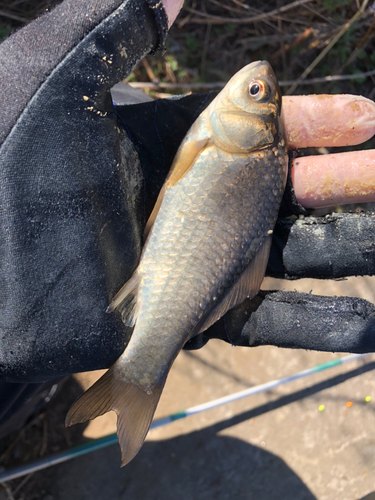 マブナの釣果