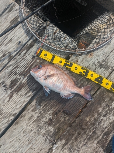 マダイの釣果