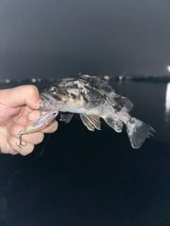 タケノコメバルの釣果