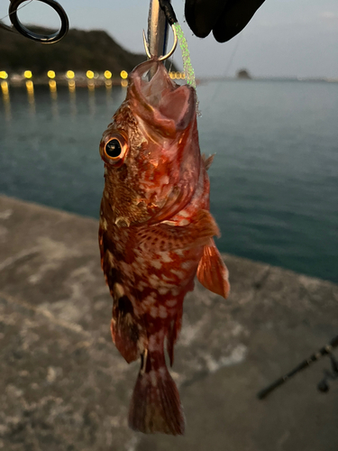 アラカブの釣果