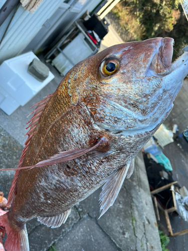 マダイの釣果