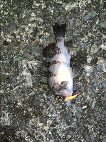 メバルの釣果