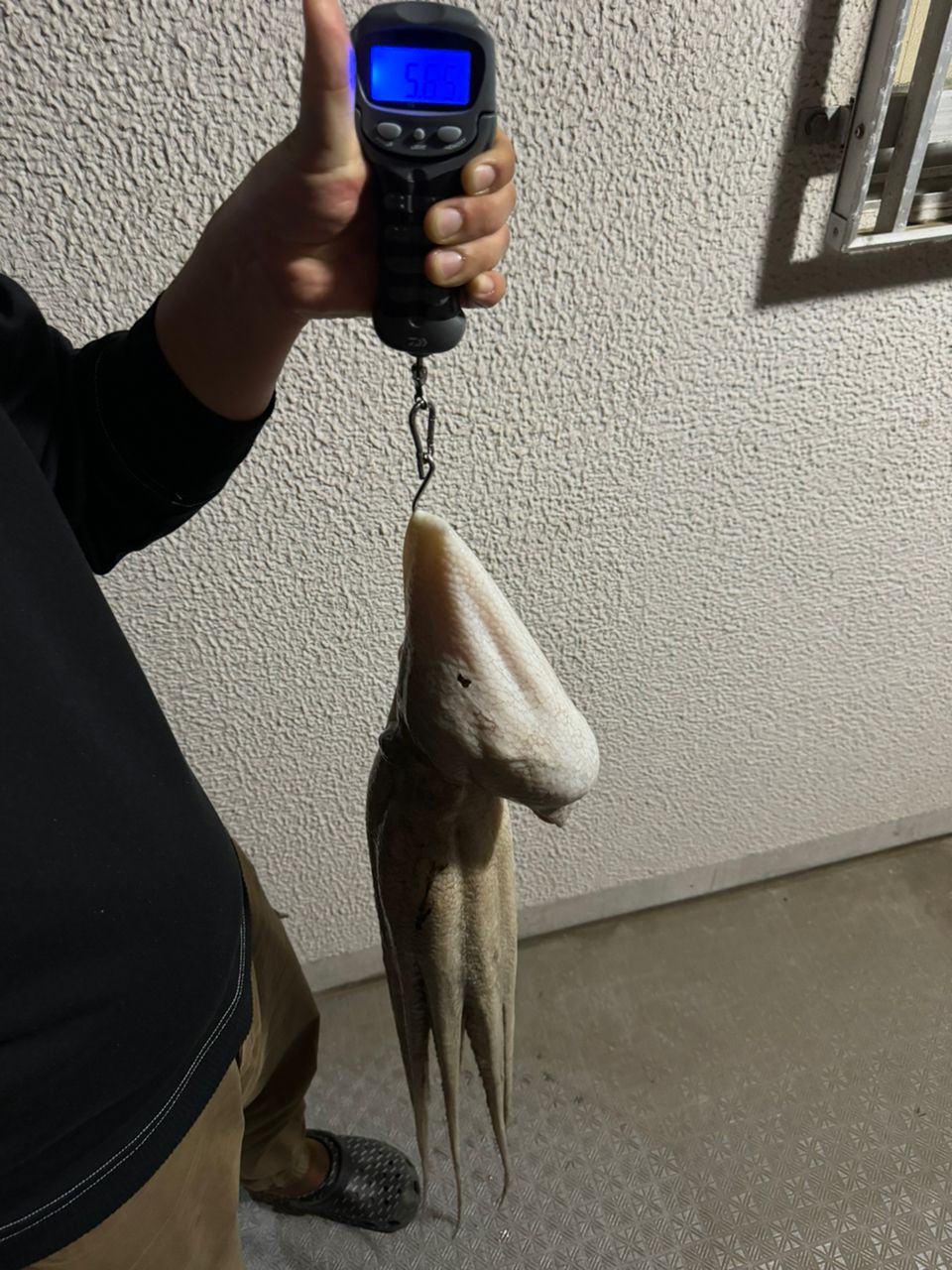 くまざわさんの釣果 3枚目の画像