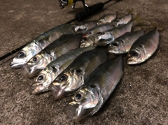 アジの釣果